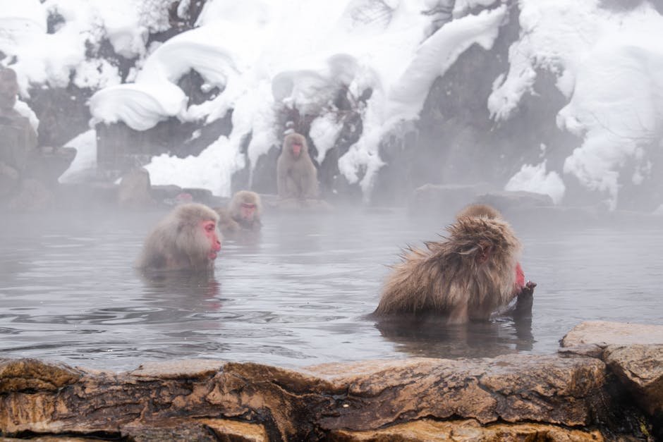 Singes des neiges japonais profitant d une source chaude naturelle en hiver