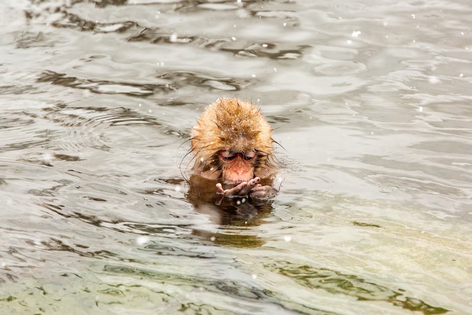 Singe des neiges japonais se baignant dans une source chaude naturelle a Nagano