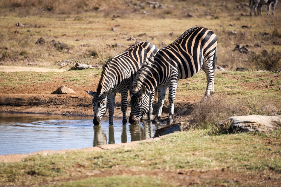 Troupeau de zebres buvant a un point d eau dans le parc Etosha