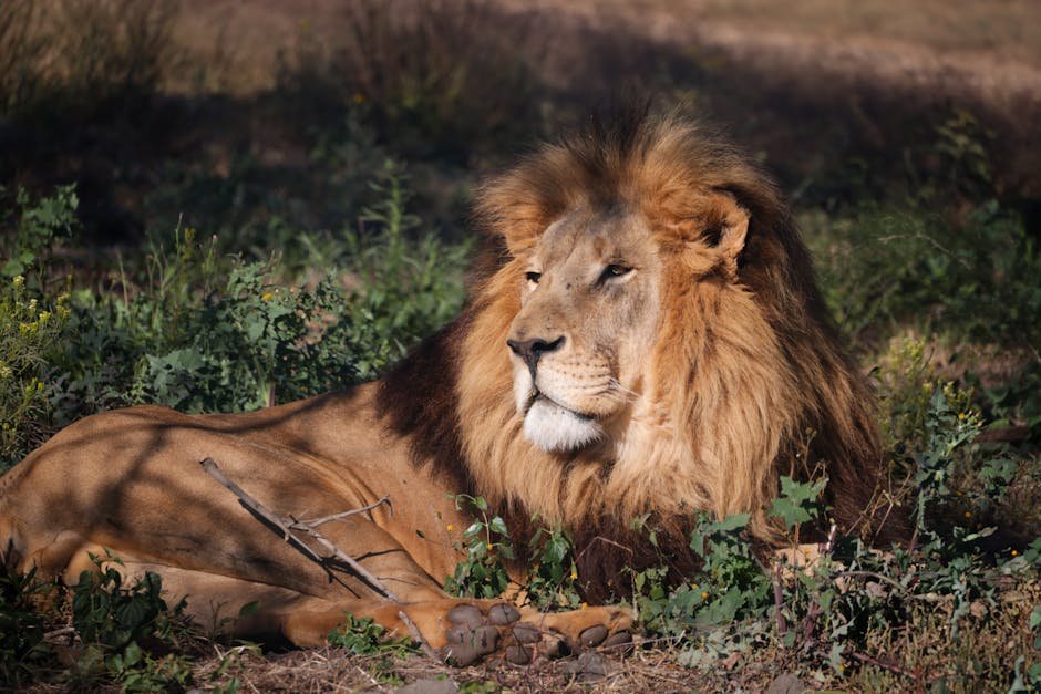 Lion observe au parc national Etosha en Namibie