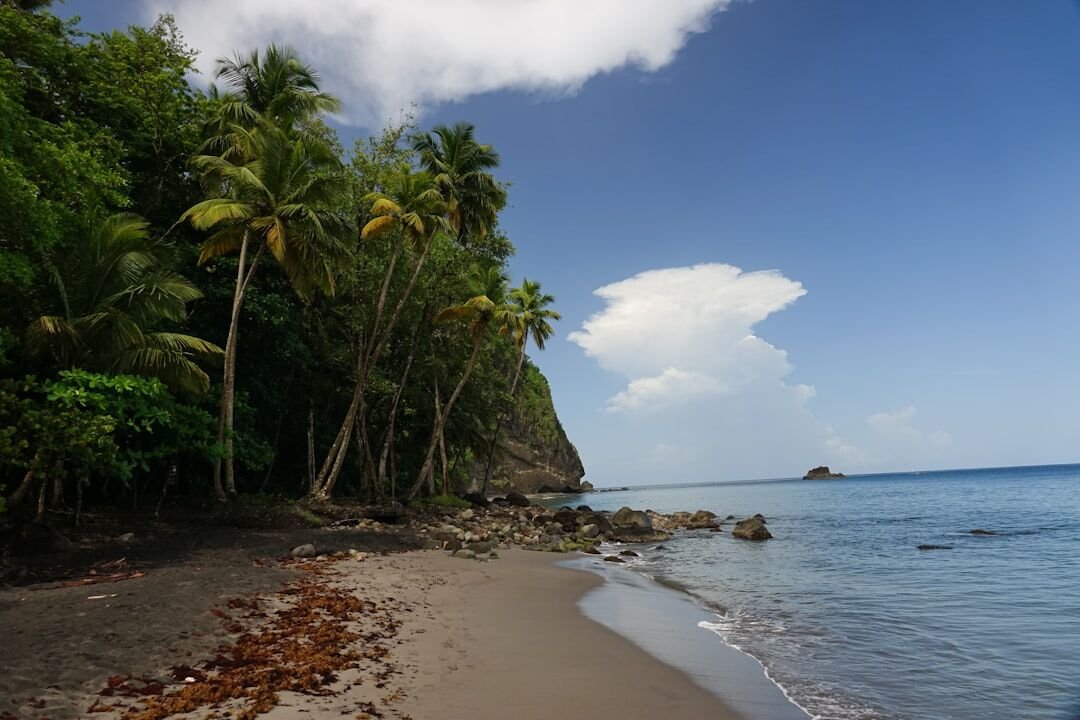 Plage paradisiaque de sable blanc avec palmiers dans les Caraïbes