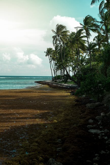 Plage secrète des Caraïbes avec eau turquoise cristalline et sable blanc