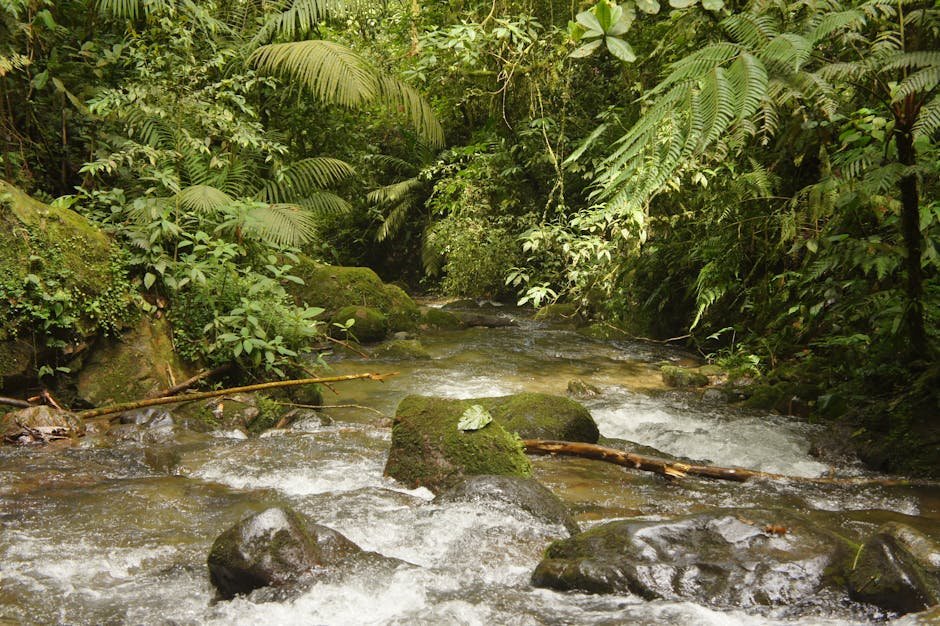 Ruisseau traversant la jungle tropicale en Colombie avec mousse et vegetation luxuriante