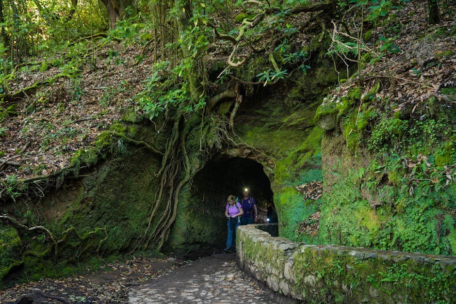 Randonneurs dans un tunnel de levada tapissé de mousse verte à Madère