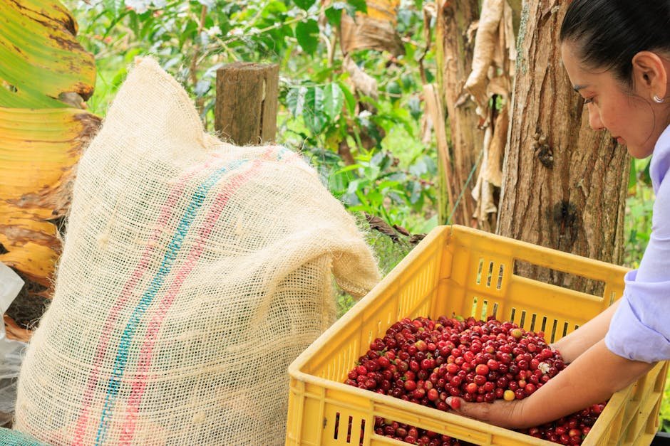 Femme recoltant des cerises de cafe dans une plantation colombienne