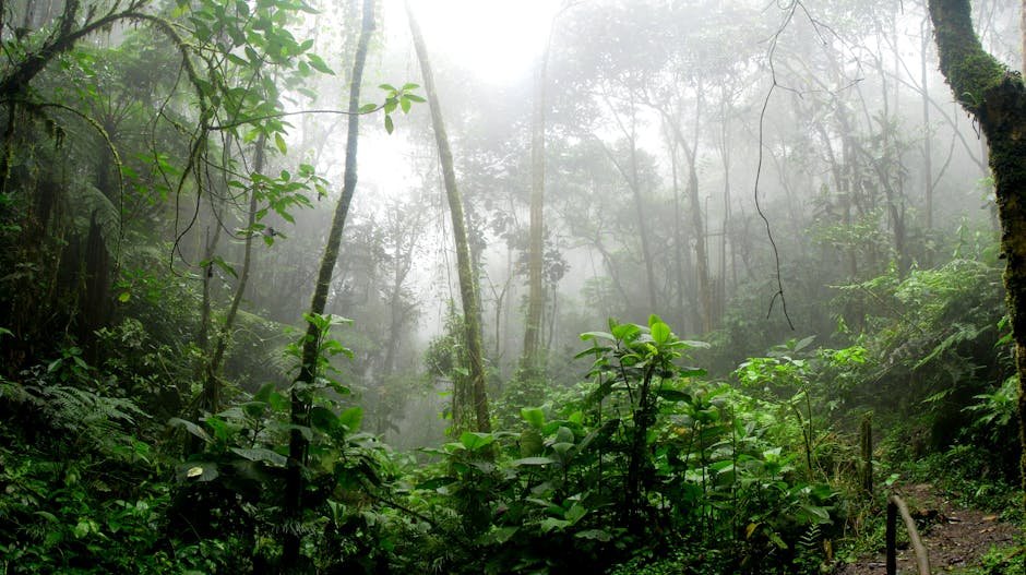 Foret tropicale dense et brumeuse dans les montagnes colombiennes